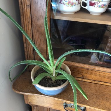 Aloe Vera