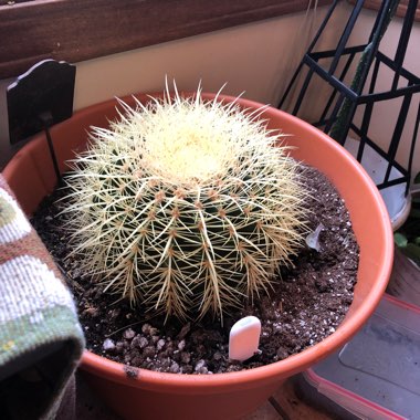 Golden barrel cactus