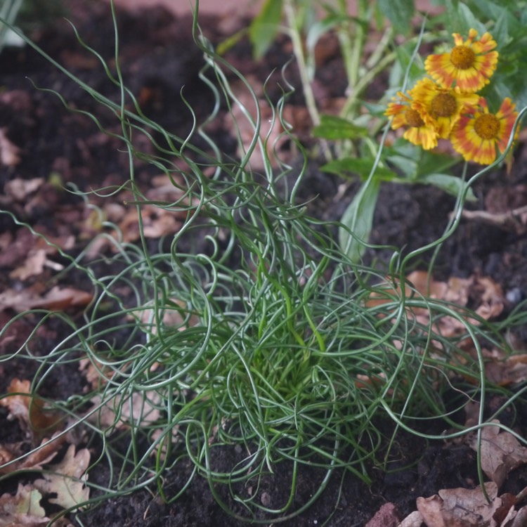 Plant image Juncus filiformis