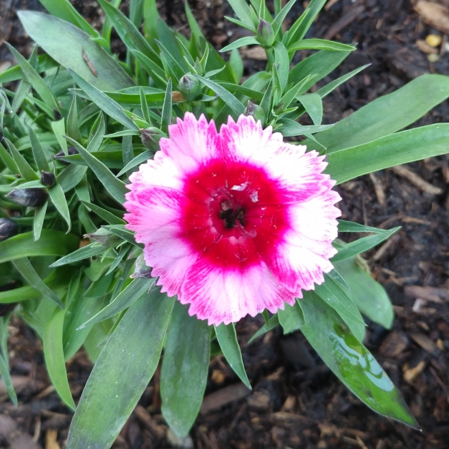 Plant image Dianthus chinensis 'Raspberry Parfait'