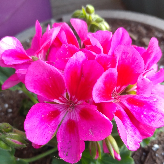 Plant image Pelargonium 'Peqz0002' (Calliope Series) syn. Pelargonium 'Calliope Lavender Rose'