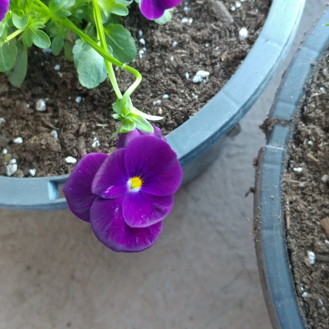 Plant image Viola Cornuta 'Black Jack'