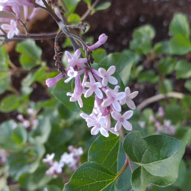 Plant image Syringa 'Morjos 060f' syn. Syringa 'Josee'