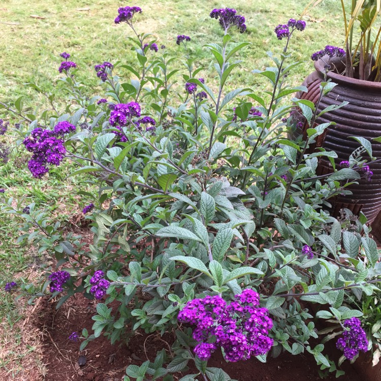 Plant image Heliotropium arborescens 'Marine'