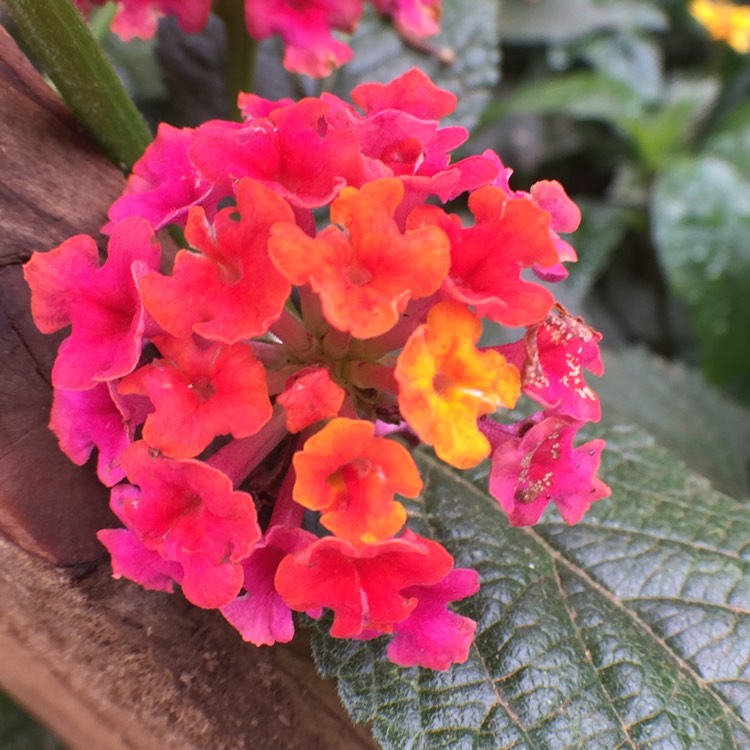 Plant image Lantana camara 'Lucky™ Sunrise Rose'