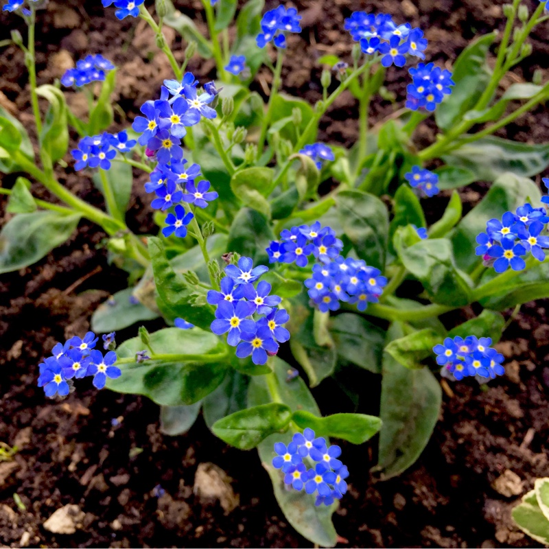 Woodland Forget-Me-Not