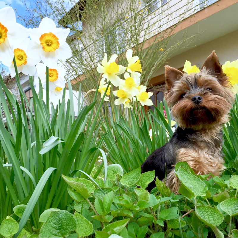 Daffodil 'Rijnveld's Early Sensation' (Trumpet)