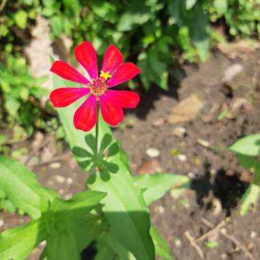 Zinnia 'Red Scarlet'