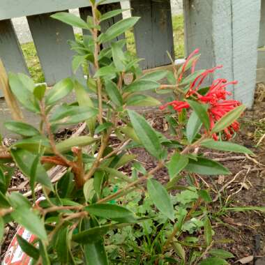 Grevillea