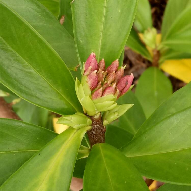 Plant image Daphne