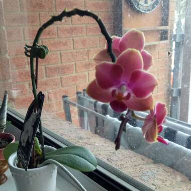 Moth Orchid