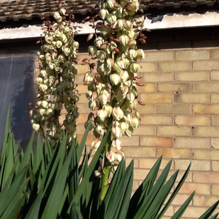 Plant image Yucca elephantipes 'Variegata'