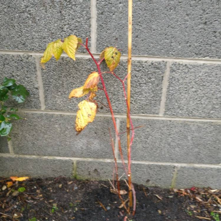 Plant image Rubus Idaeus 'All Gold'