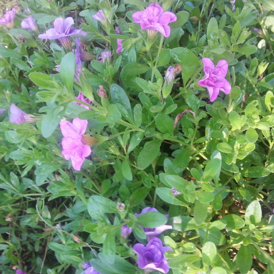 Plant image Calibrachoa 'Double Blue'