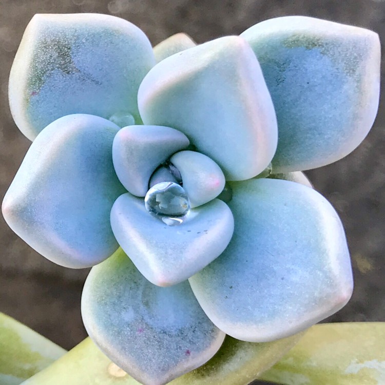 Plant image Graptoveria Tricolor