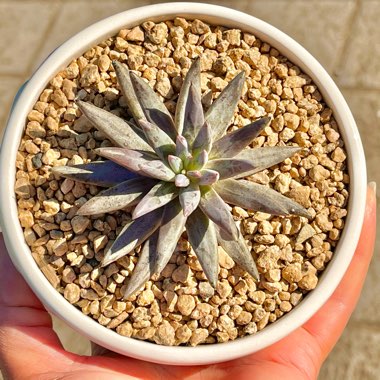 Echeveria Unguiculata