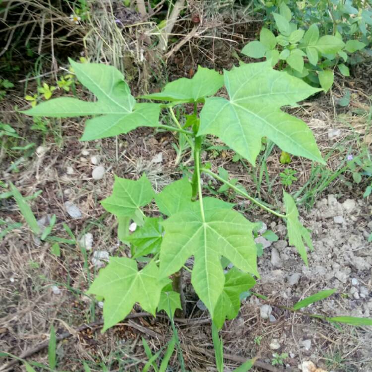 Plant image Cnidoscolus aconitifolius