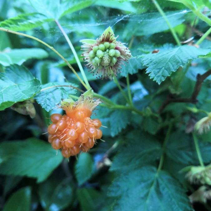 Plant image Rubus Spectabilis