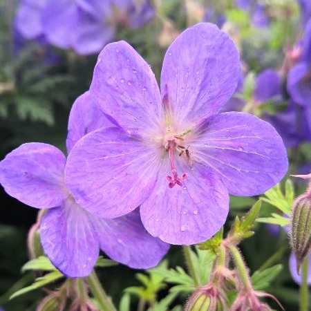 Plant image Geranium pratense