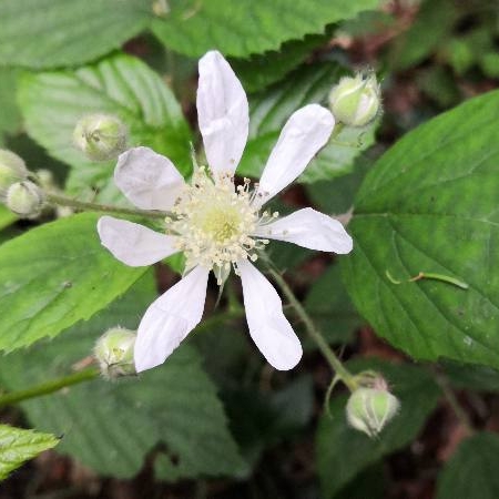 Plant image Rubus caesius