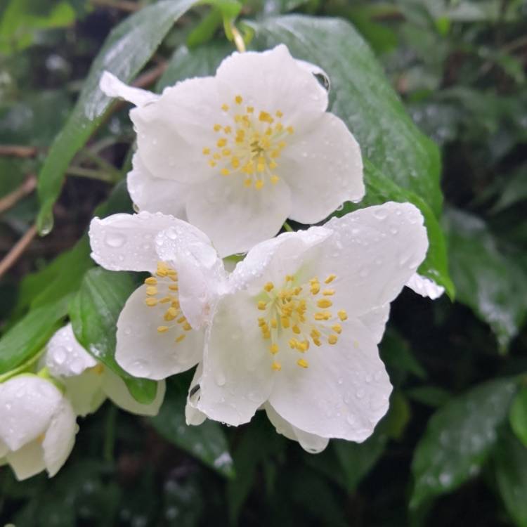 Plant image Philadelphus Coronarius