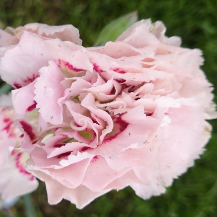 Plant image Dianthus caryophyllus 'Suncharm White'