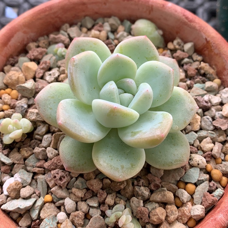 Plant image Echeveria Ice Green