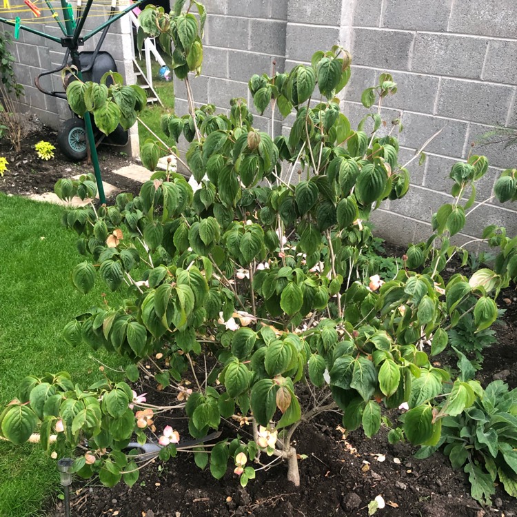 Plant image Cornus kousa 'Miss Satomi'