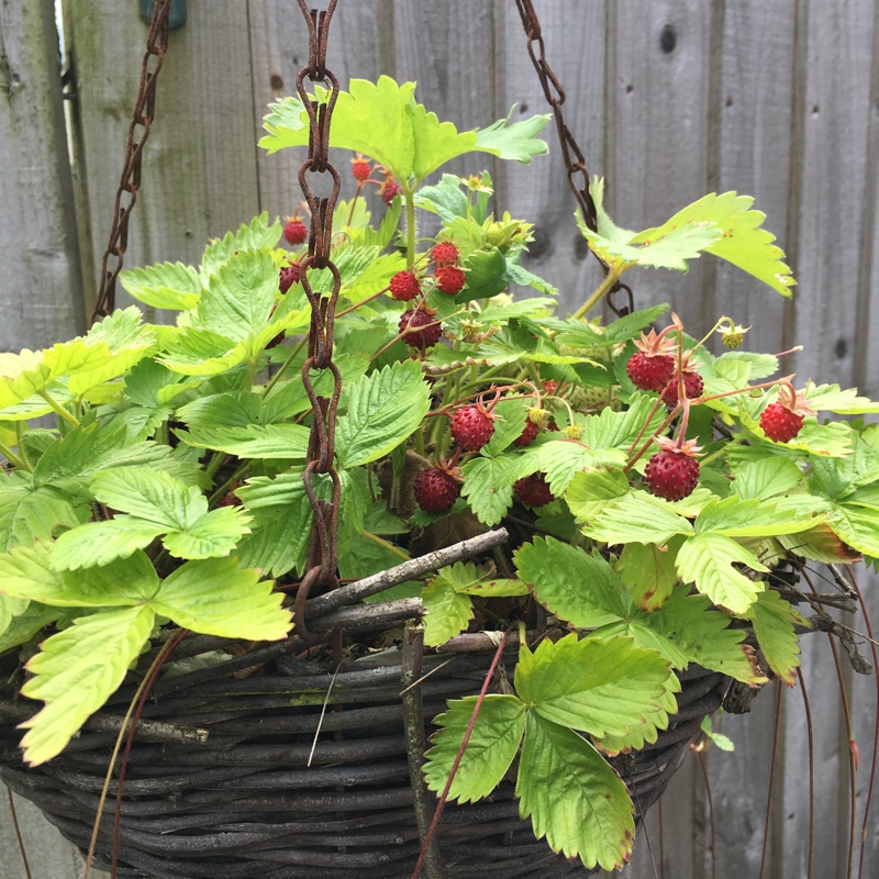 Woodland Strawberry