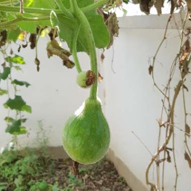 Bottle Gourd