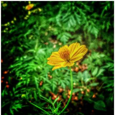 Cosmea 'Cosmic Yellow'