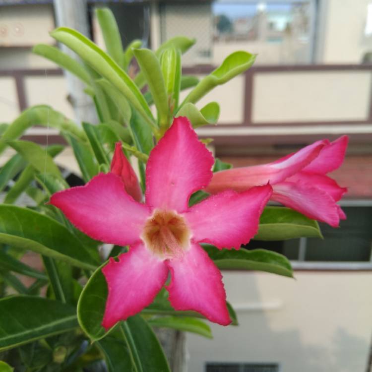 Plant image Adenium Obesum Shada