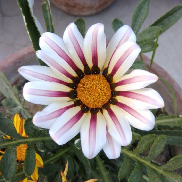 Plant image Gazania 'Daybreak Mix'