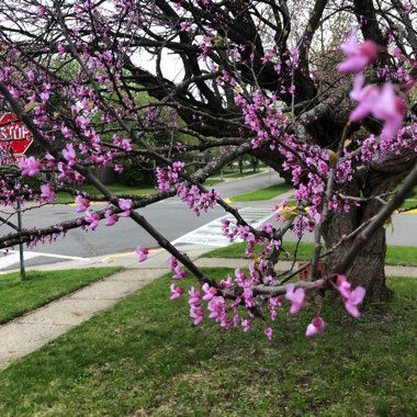 Eastern Redbud