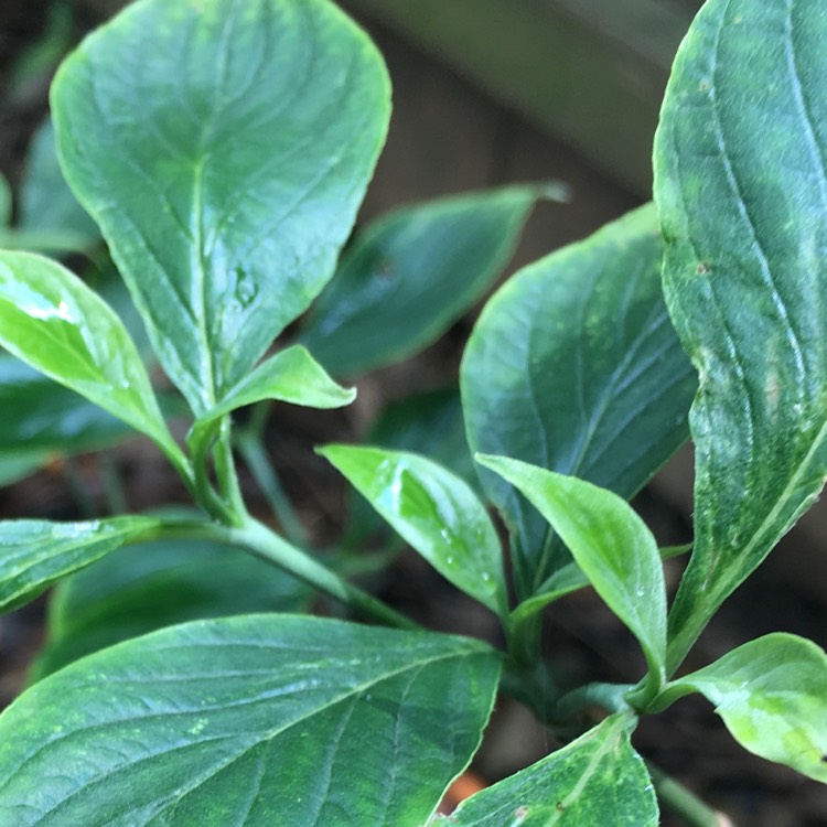 Plant image Cornus Ormonde