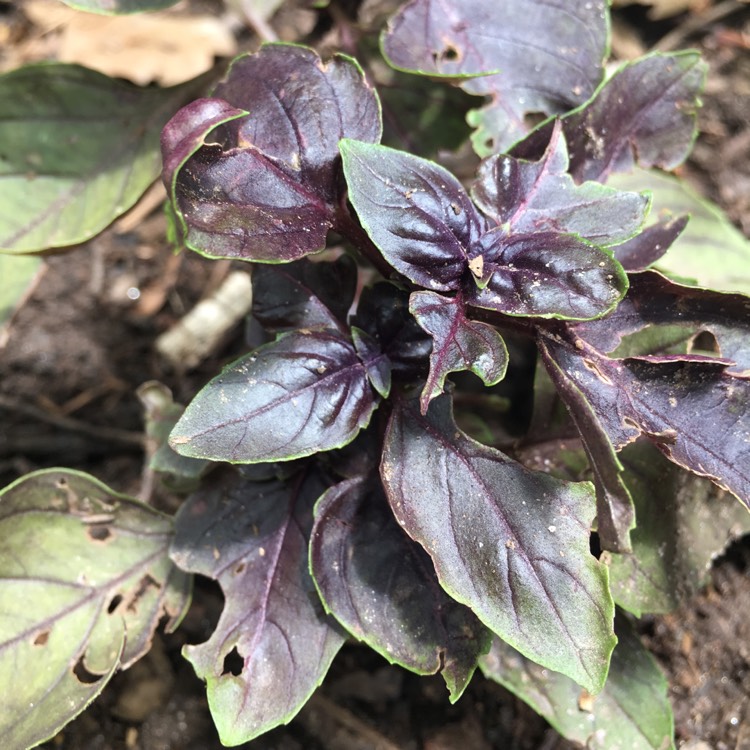 Plant image Ocimum basilicum 'Summer Surprise'