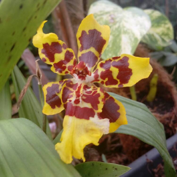 Plant image Oncidium 'Golden Showers'