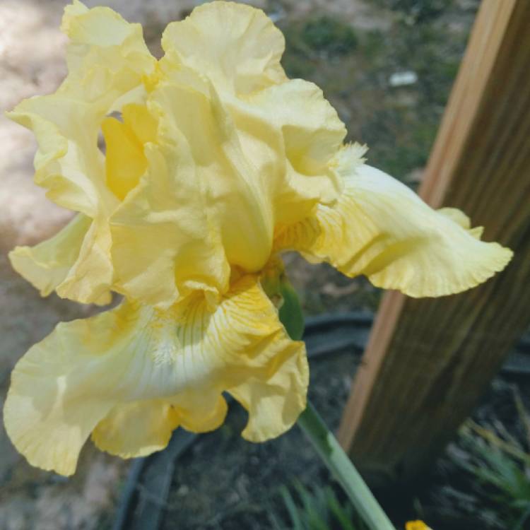 Plant image Iris x germanica 'Saint Crispin'