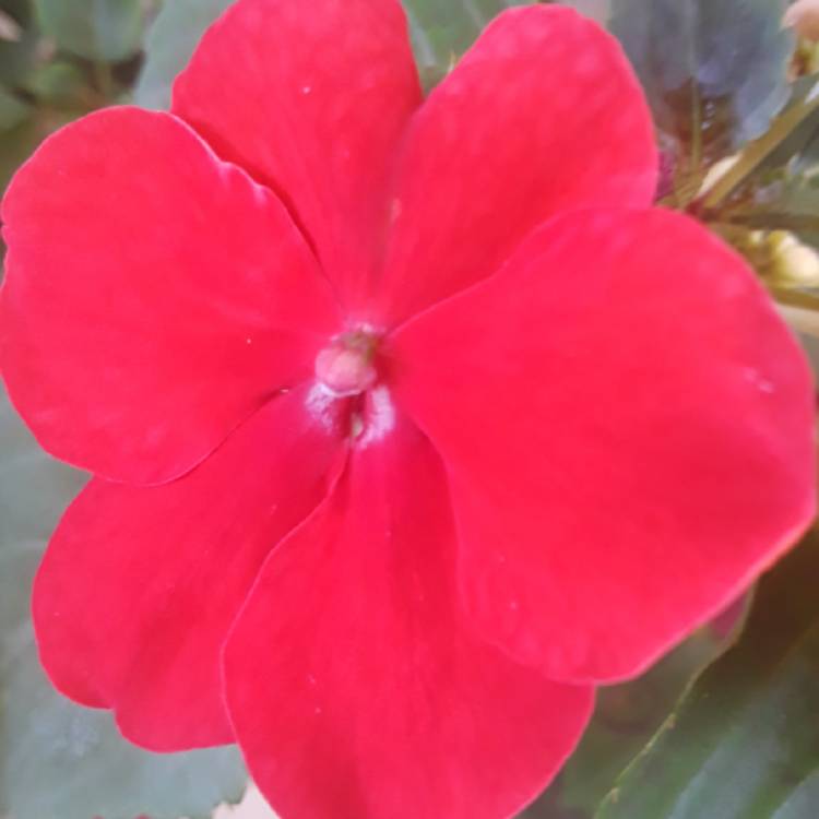 Plant image Impatiens x hybrida hort