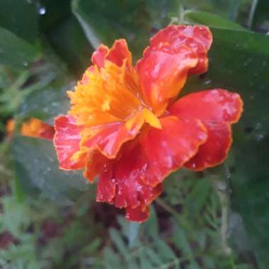 French marigold