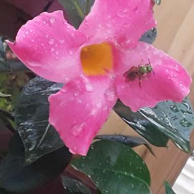 Mandevilla 'Alice du Pont'