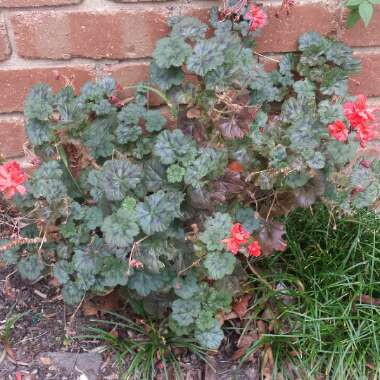 Pelargonium