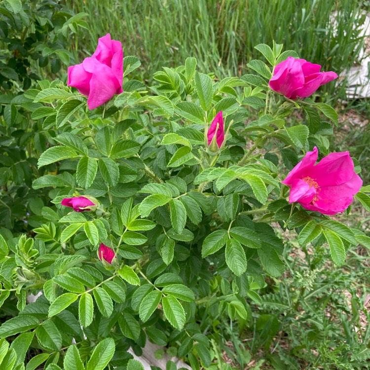 Plant image Rosa rugosa var. rubra syn. Rosa rugosa 'Rubra', Rosa rugosa 'Atropurpurea'