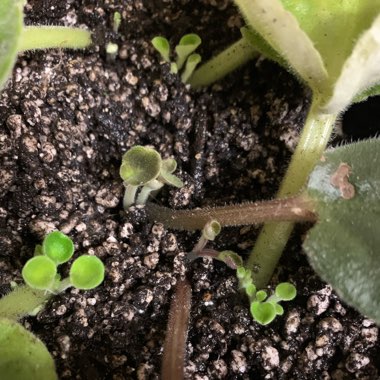 Streptocarpus sect. Saintpaulia  syn. Saintpaulia