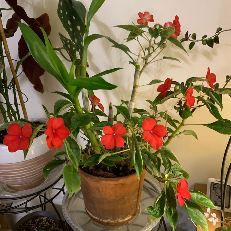 Plant image Cattleya labiata rubra 'Schuller'