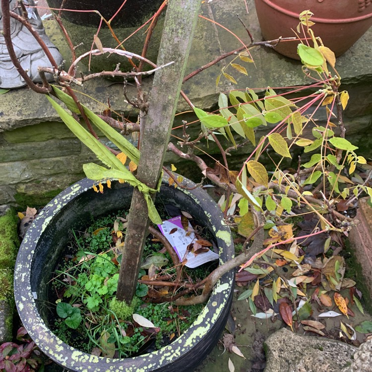 Plant image Buddleja davidii 'Wisteria Lane'