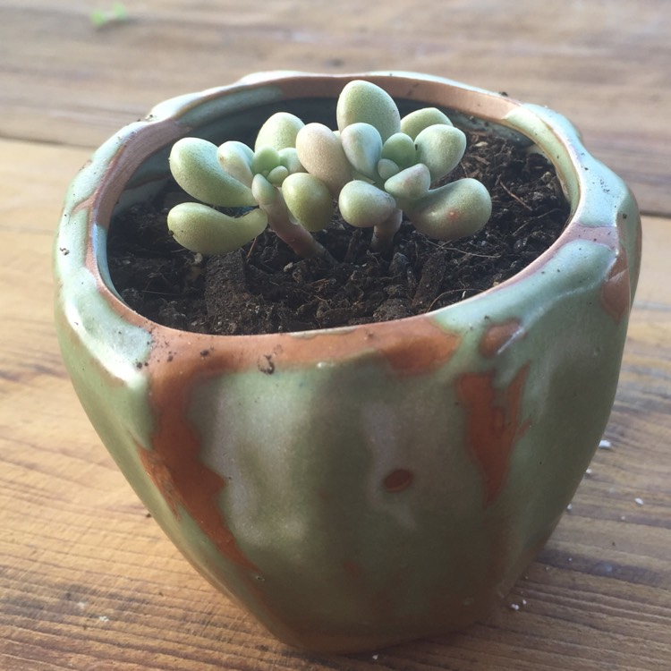 Plant image Pachyphytum machucae