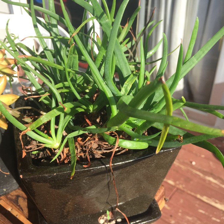 Plant image Bulbine frutescens