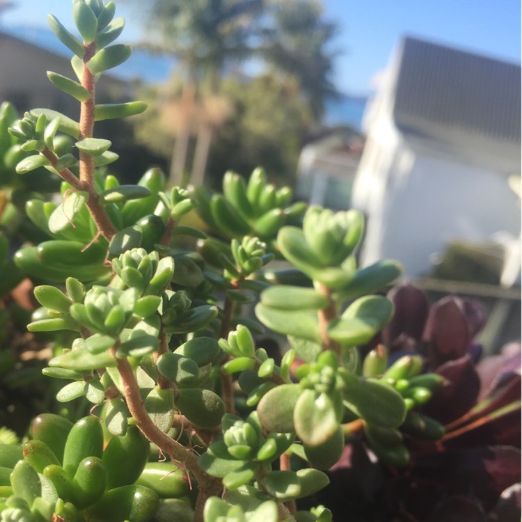 Plant image Sedum Brevifolium