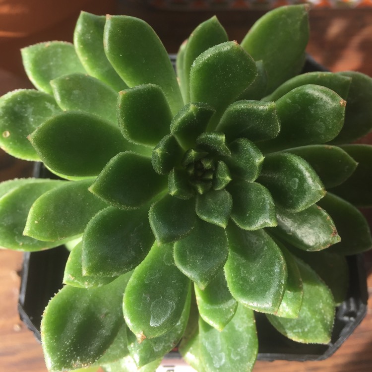 Plant image Aeonium Spathulatum